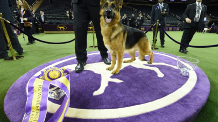 Illustration : Une femelle Berger Allemand remporte le concours-phare du Westminster Dog Show