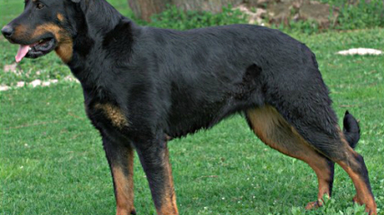 Illustration : Haute-Loire : Un chien s’égare pendant 2 jours, puis retrouve seul le chemin de la maison