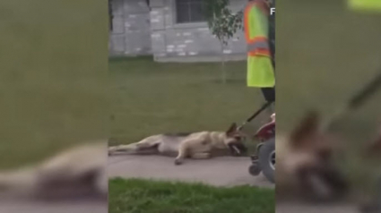 Illustration : Texas : Un chien attaché à un scooter électrique, traîné sur plusieurs dizaines de mètres