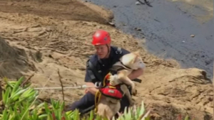 Illustration : Etats-Unis : Des pompiers se mobilisent pour sauver un chien