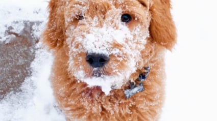 Illustration : 11 photos de chiens qui adorent la neige