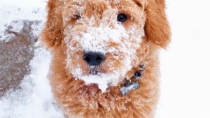 Illustration : 11 photos de chiens qui adorent la neige