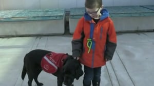 Illustration : Une famille se bat pour que le chien d’assistance de son fils autiste soit accepté à l’école