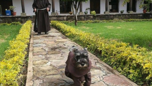 Illustration : En Bolivie, ce chien errant est devenu la mascotte d’un monastère