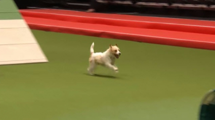 Illustration : L’amusante prestation d’un Jack Russell Terrier lors d’un concours d’agility