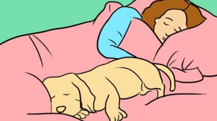 Illustration : 7 raisons pour lesquelles dormir avec son chien est une bonne idée