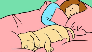 Illustration : 7 raisons pour lesquelles dormir avec son chien est une bonne idée