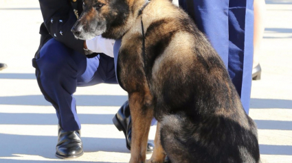 Illustration : Boro, chien pisteur de la gendarmerie du Var, prend sa retraite