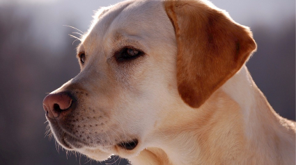 Illustration : Et le chien préféré des Américains est… Le Labrador-Retriever