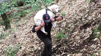 Illustration : Un pompier sauve un chien aveugle perdu dans les bois pendant 8 jours