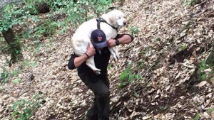 Illustration : Un pompier sauve un chien aveugle perdu dans les bois pendant 8 jours