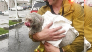 Illustration : Etats-Unis : des pompiers raniment un chien après l’avoir sorti d’un appartement en flammes