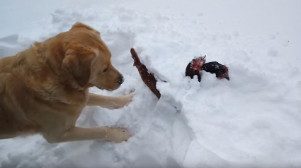 Illustration : Un chien sauve 2 poules ensevelies sous la neige et devient un héros