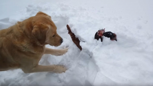 Illustration : Un chien sauve 2 poules ensevelies sous la neige et devient un héros