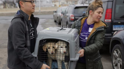 Illustration : 46 chiens sauvés d’un abattoir sud-coréen sont arrivés aux Etats-Unis