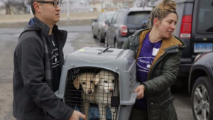 Illustration : 46 chiens sauvés d’un abattoir sud-coréen sont arrivés aux Etats-Unis