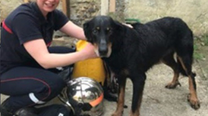 Illustration : Les pompiers de l’Oise sauvent une chienne Beauceron tombée dans un puits