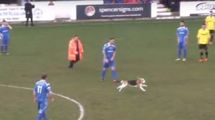 Illustration : Un chien interrompt un match de football pendant plusieurs minutes en Angleterre