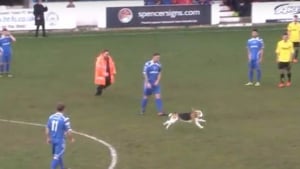 Illustration : Un chien interrompt un match de football pendant plusieurs minutes en Angleterre