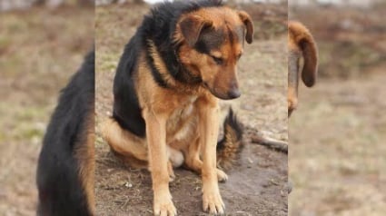 Illustration : Ce chien a passé 7 jours sur le bord d’une route parce que son maître lui avait ordonné de ne pas bouger