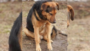 Illustration : Ce chien a passé 7 jours sur le bord d’une route parce que son maître lui avait ordonné de ne pas bouger