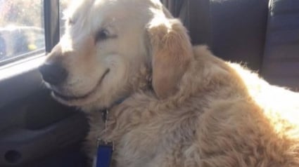 Illustration : Sous l'effet des sédatifs après une opération, ce chien ne peut plus s'empêcher de sourire !