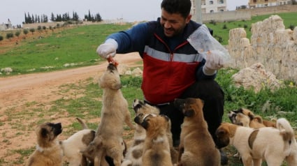 Illustration : Syrie : un homme sauve une chienne et ses 15 petits à Alep