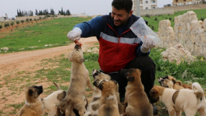 Illustration : Syrie : un homme sauve une chienne et ses 15 petits à Alep