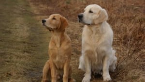 Illustration : 7 races de chiens qui s'entendent plutôt bien avec leurs congénères