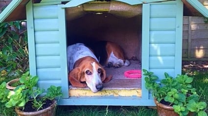 Illustration : Angleterre : Une chienne aux urgences vétérinaires après avoir avalé 11 œufs de Pâques