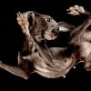 Illustration : 27 images de photographe avec des chiens vus du dessous !