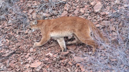 Illustration : Etats-Unis : Un puma entre dans une maison et enlève la chienne de la famille