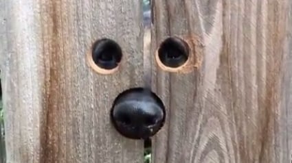 Illustration :  Pour permettre à la chienne des voisins de lui faire coucou, elle perce des trous dans la clôture 