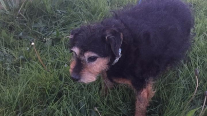 Illustration : Angleterre : Une chienne sénior abandonnée sur un champ avec une note disant « Je n’ai pas besoin d’un chien »