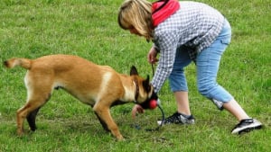 Illustration : 11 manières de renforcer les liens avec son chien