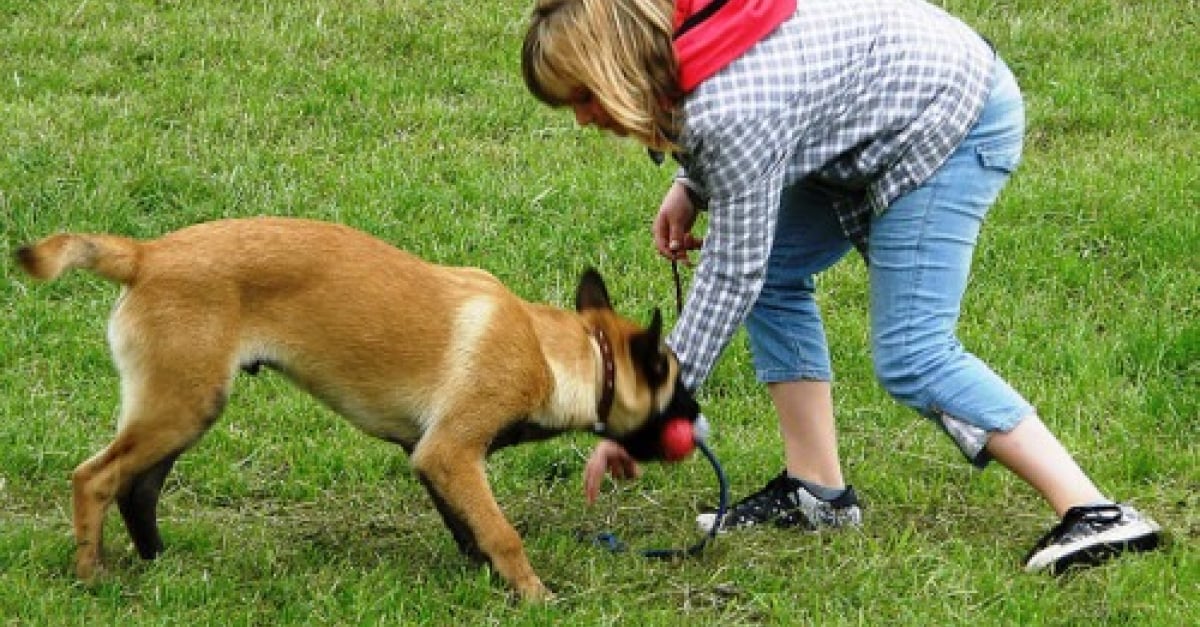 11 Manières De Renforcer Les Liens Avec Son Chien - 