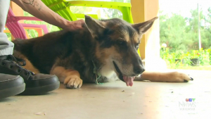 Illustration : Un Canadien fait cloner sa chienne décédée par une compagnie américaine