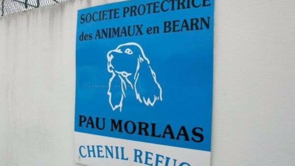 Illustration : "Pau (64): Un refuge soupçonné d'avoir abattu 1700 chiens et chats entre 2010 et 2013 !"