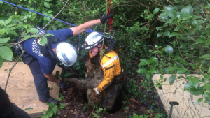 Illustration : Etats-Unis : Les pompiers sauvent un chien coincé au fond d’une fosse