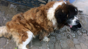 Illustration : Aisne :  Négligée par ses propriétaires, cette chienne est sauvée par la Fondation 30 Millions d'amis 