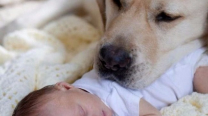 Illustration : 16 photos qui montrent pourquoi chaque enfant devrait avoir un chien