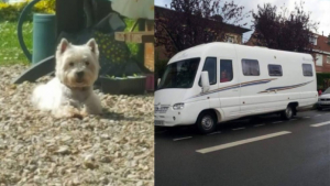 Illustration : Lomme (59) : En ressortant de l’hypermarché, leur camping-car a disparu et le chien avec