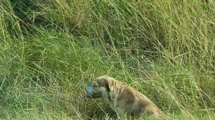 Illustration : Un chien avec la gueule et les pattes attachées par du ruban adhésif secouru par des plombiers