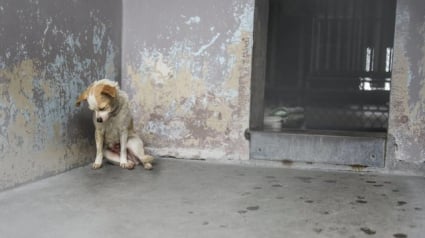 Illustration : Une chienne souffrante dans un refuge demande la tendresse des passants