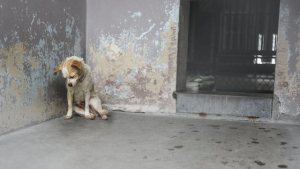 Illustration : Une chienne souffrante dans un refuge demande la tendresse des passants