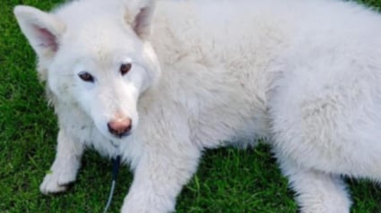 Illustration : Canada : Un chien blessé par un tir au fusil de chasse