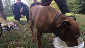 Illustration : Australie : Une chienne sauvée après avoir passé une semaine seule dans la nature