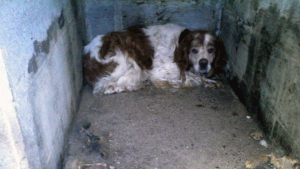 Illustration : Maizicourt (80) : Un chien sauvé par la Fondation 30 Millions d’Amis après 9 ans passés dans un garage