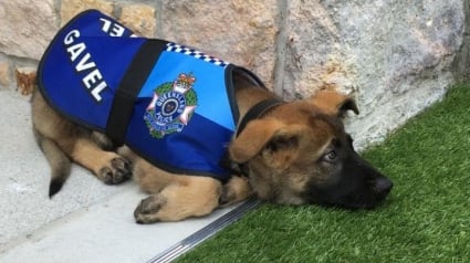 Illustration : Australie : Un chien renvoyé de la police pour son tempérament jugé inadapté