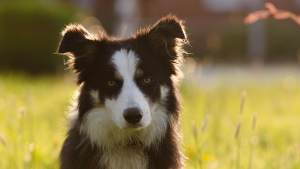 Illustration : Un concours canin pour faire adopter les animaux de l’association "Les Amis des bêtes"